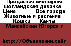 Продается вислоухая шотландская девочка › Цена ­ 8 500 - Все города Животные и растения » Кошки   . Ханты-Мансийский,Югорск г.